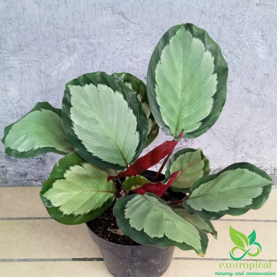 Calathea Corona