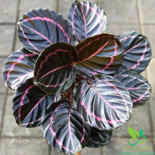 Calathea Dottie Black Lipstick