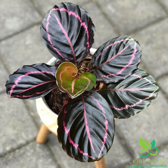 Calathea Dottie Black Lipstick