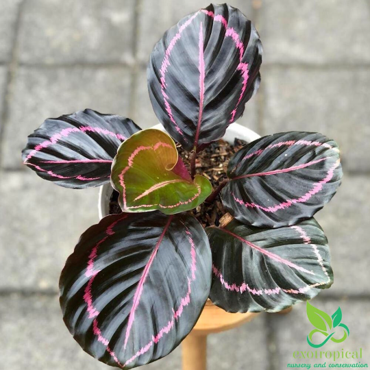 Calathea Dottie Black Lipstick