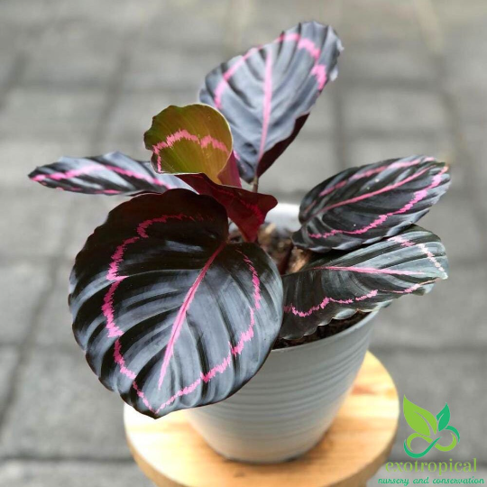 Calathea Dottie Black Lipstick