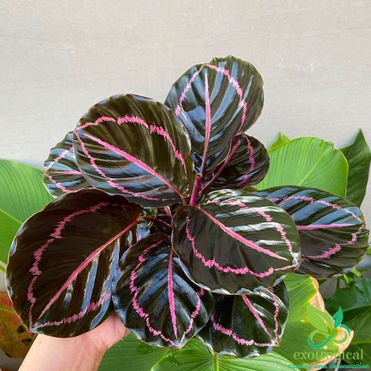 Calathea Dottie Black Lipstick