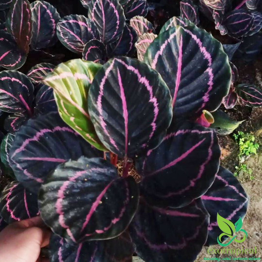 Calathea Dottie Black Lipstick