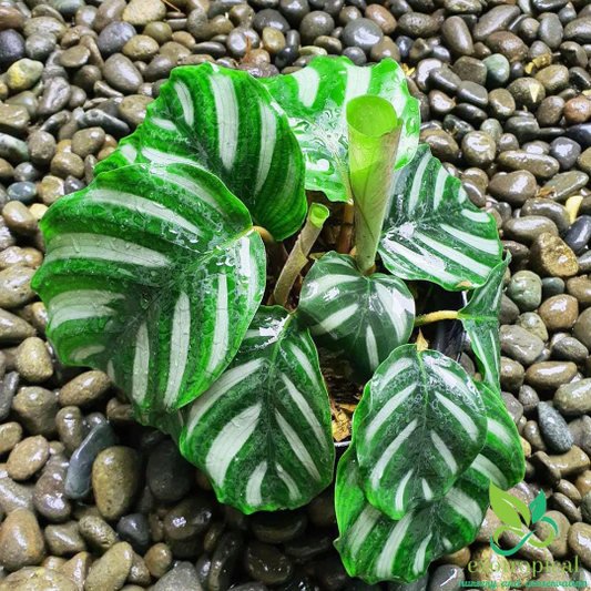 Calathea Fasciata