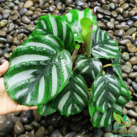 Calathea Fasciata