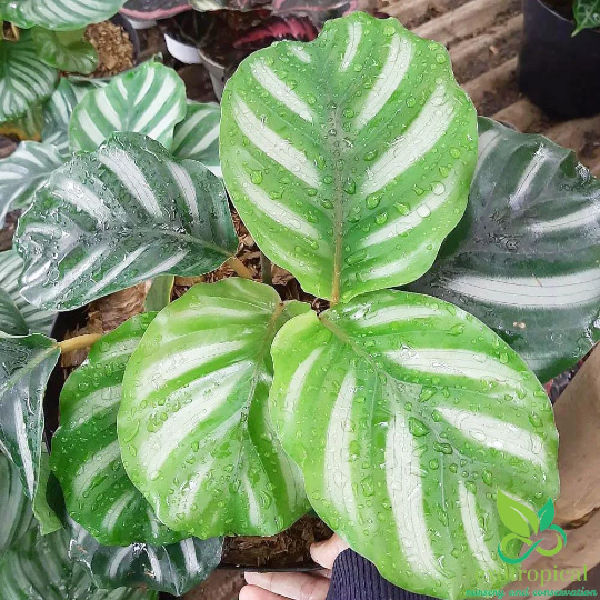 Calathea Fasciata