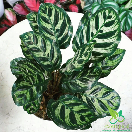 Calathea Makoyana