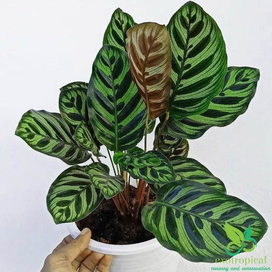 Calathea Makoyana