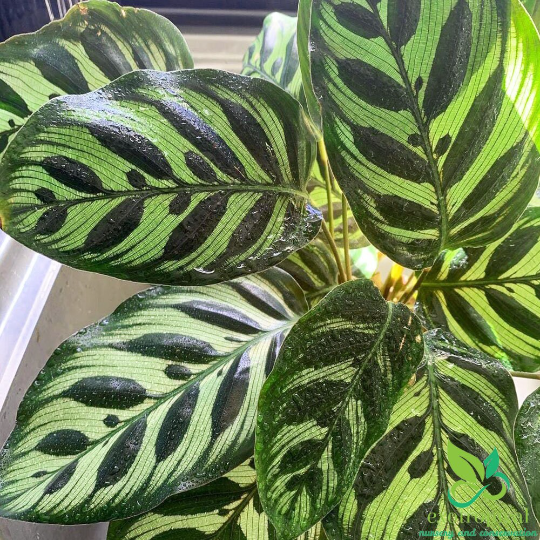 Calathea Makoyana