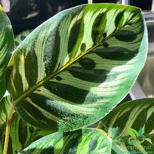 Calathea Makoyana