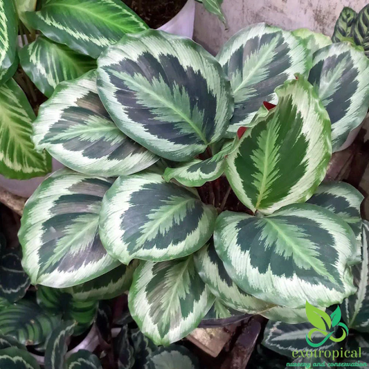 Calathea Marion