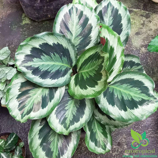 Calathea Marion