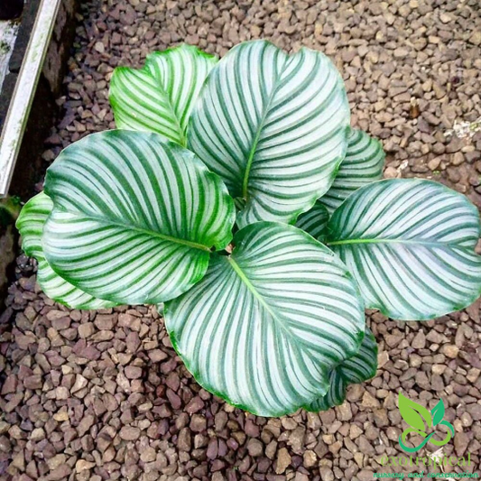 Calathea Orbifolia