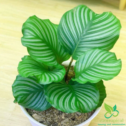 Calathea Orbifolia