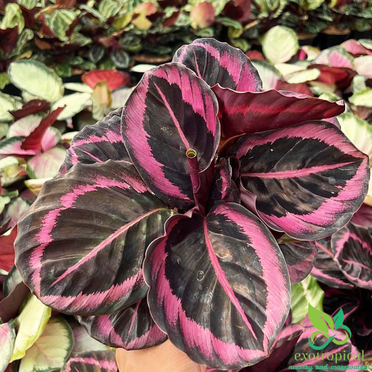 Calathea Pink Jessy