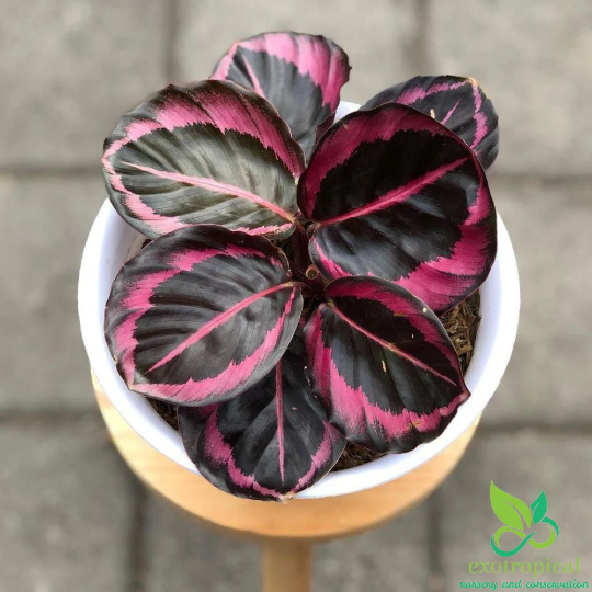 Calathea Pink Jessy