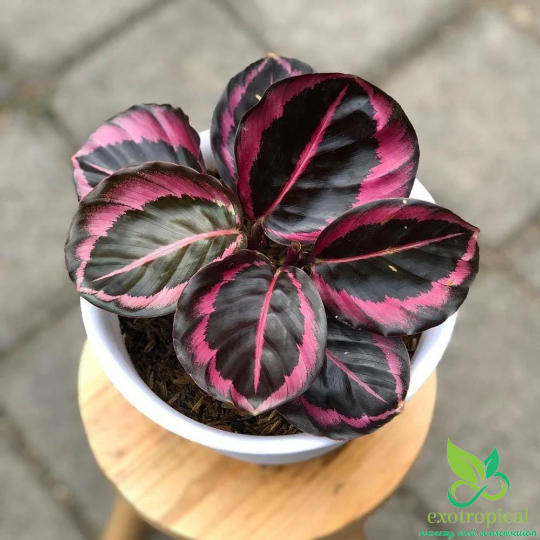 Calathea Pink Jessy