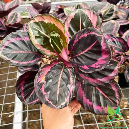 Calathea Pink Jessy