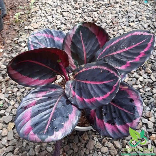 Calathea Pink Jessy