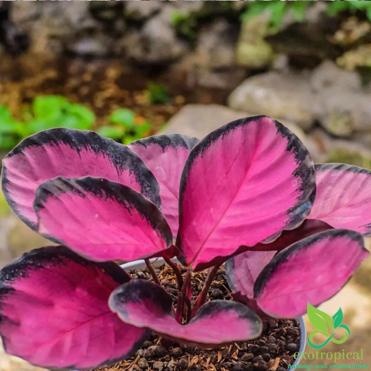 Calathea Roseopicta Crimson Rosy Pink