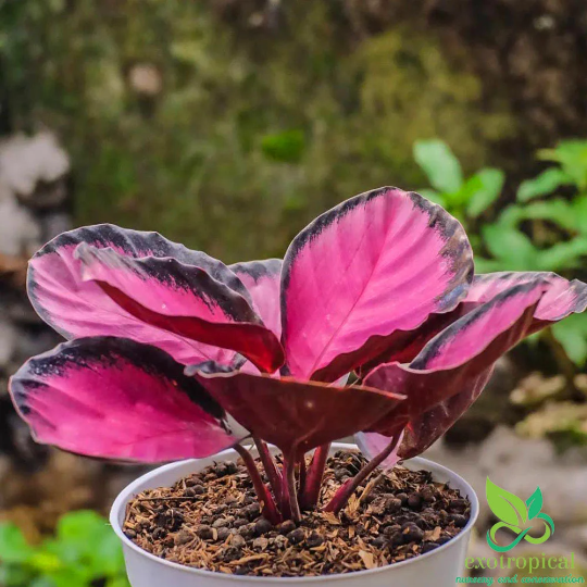 Calathea Roseopicta Crimson Rosy Pink