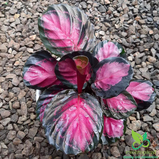 Calathea Roseopicta Crimson Rosy Pink