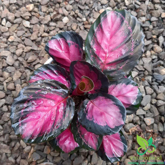 Calathea Roseopicta Crimson Rosy Pink