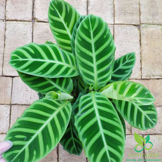 Calathea Zebrina