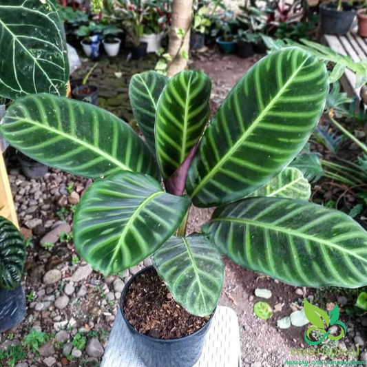 Calathea Zebrina