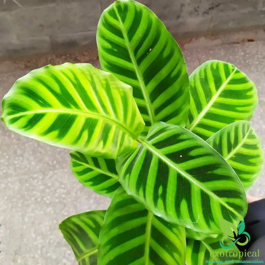 Calathea Zebrina