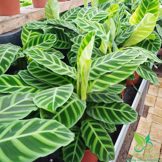 Calathea Zebrina