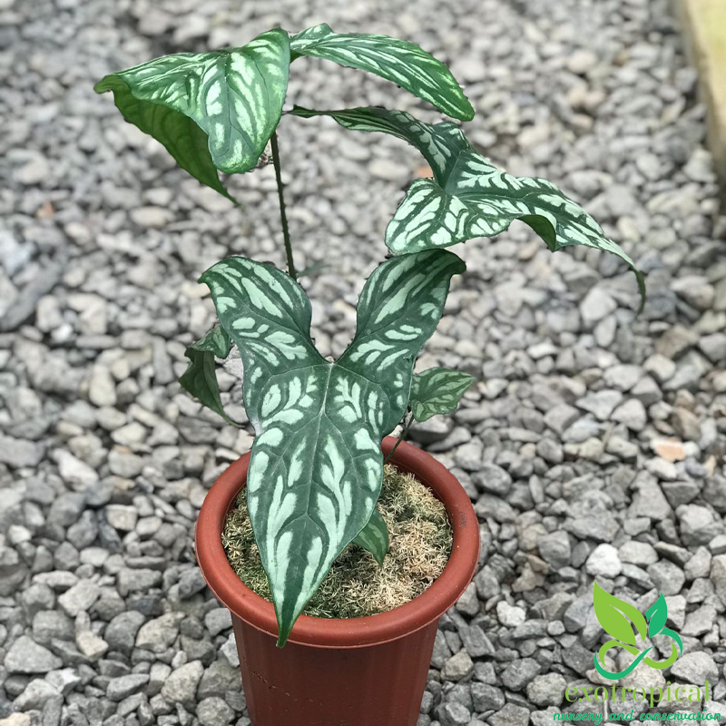 Philodendron Cercestis Mirabilis