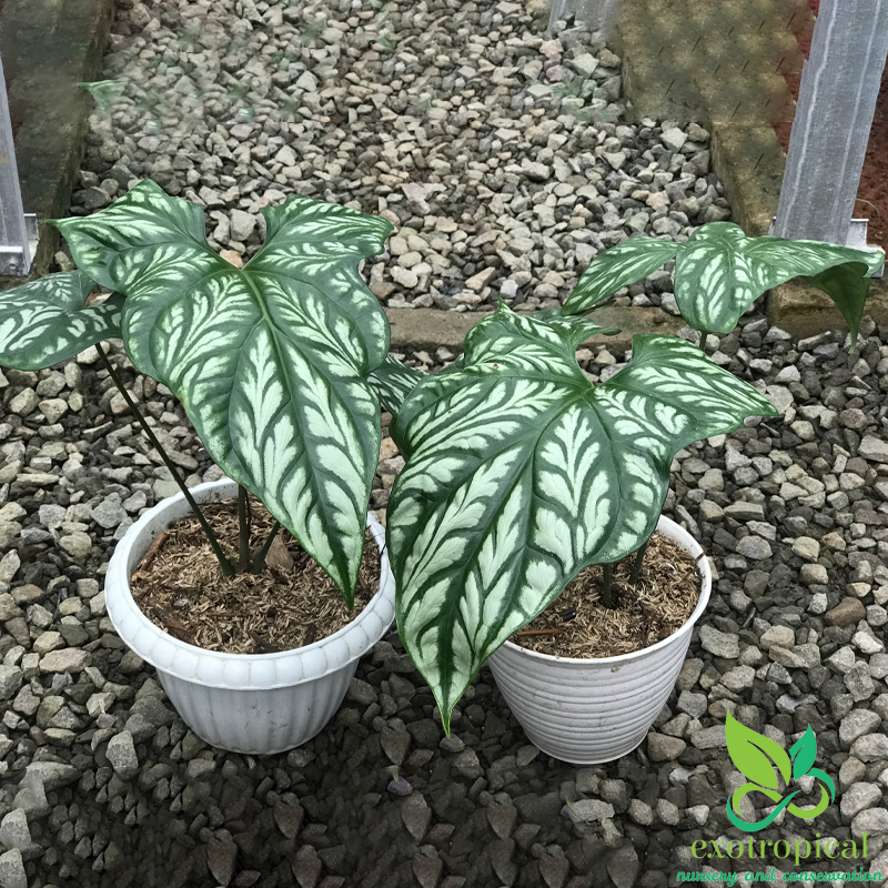 Philodendron Cercestis Mirabilis