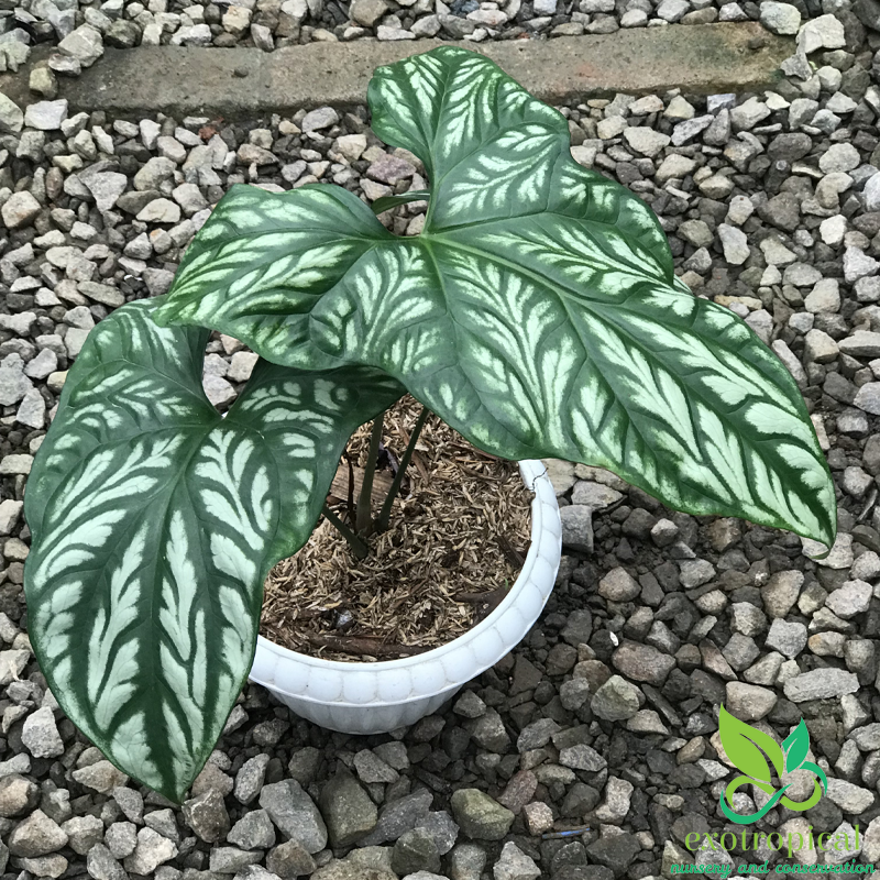 Philodendron Cercestis Mirabilis