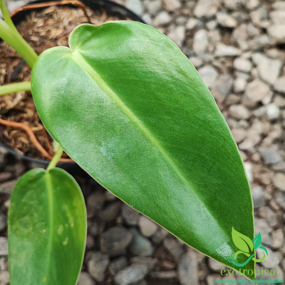 Philodendron Corcovadensis