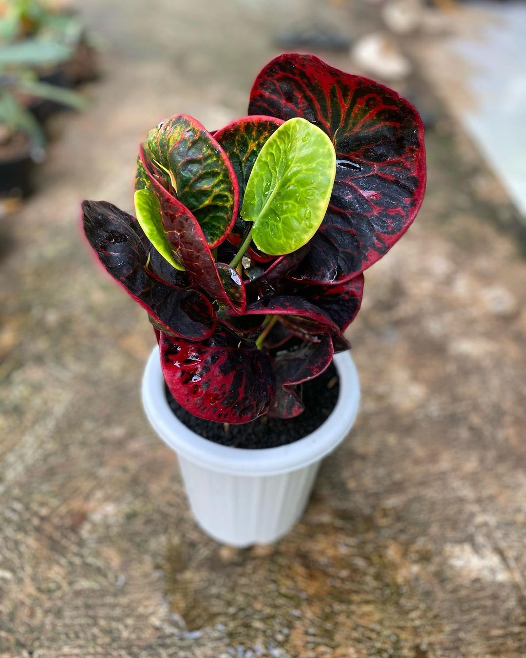 Croton Red Apple