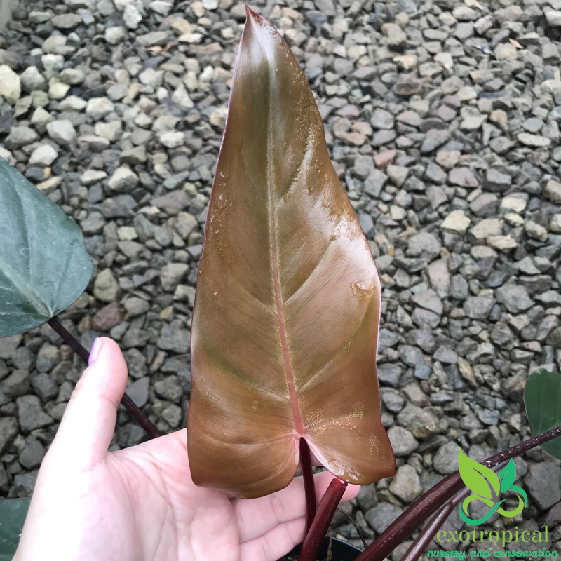 Philodendron Dark Lord