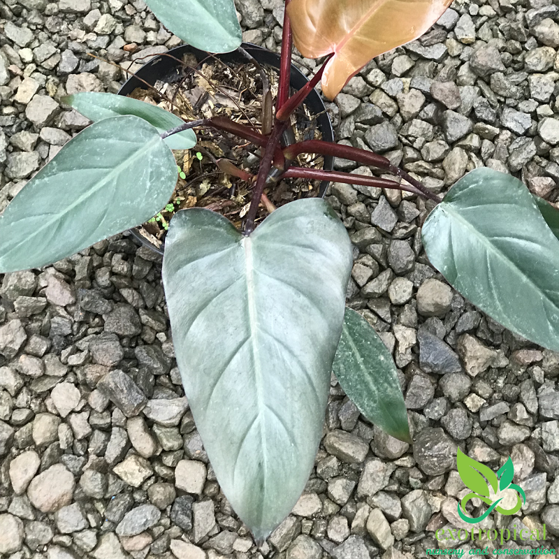 Philodendron Dark Lord