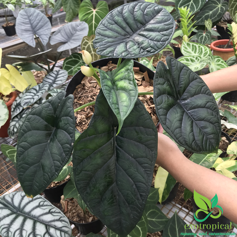 Alocasia Dragon Scale