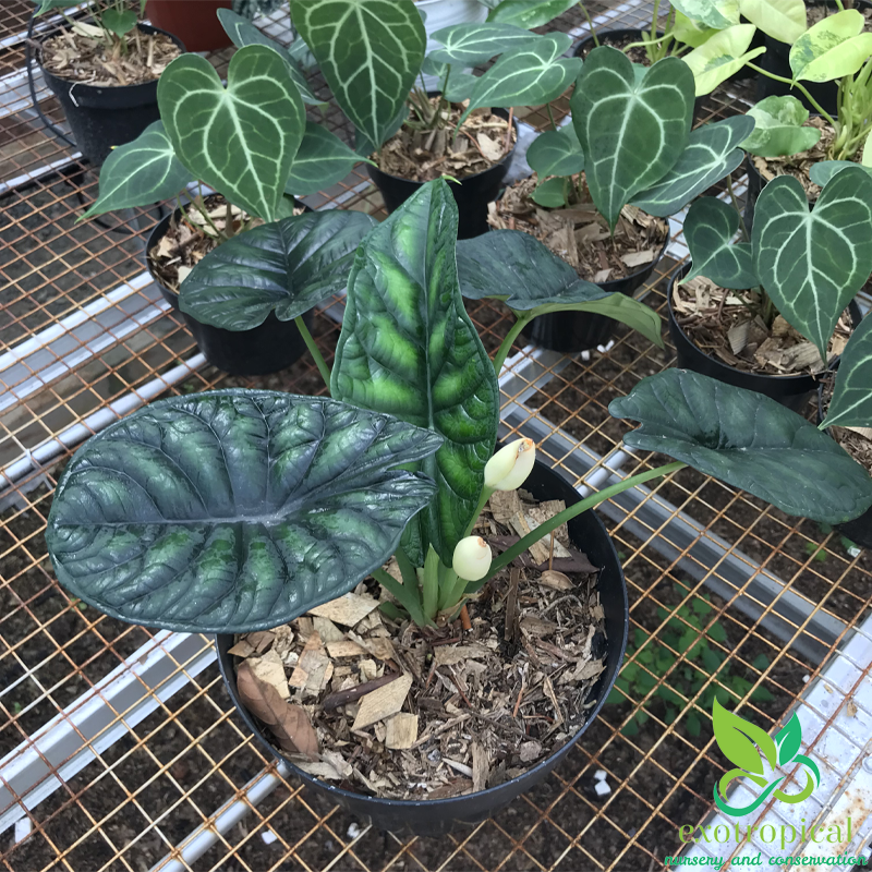 Alocasia Dragon Scale