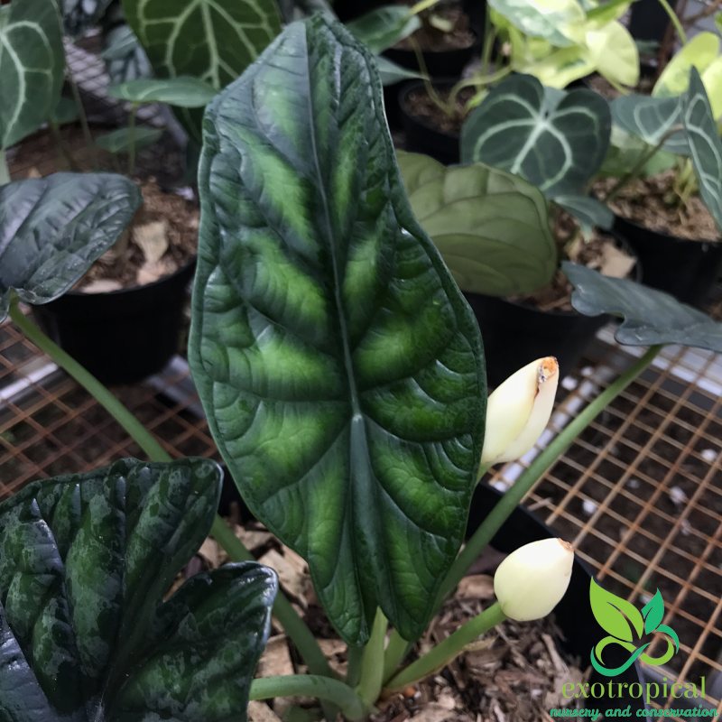 Alocasia Dragon Scale