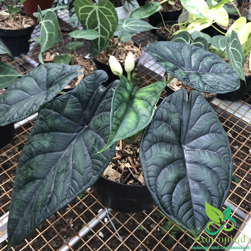 Alocasia Dragon Scale