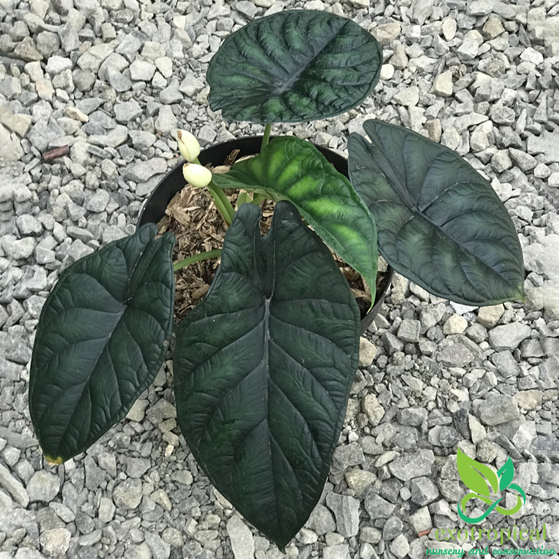 Alocasia Dragon Scale