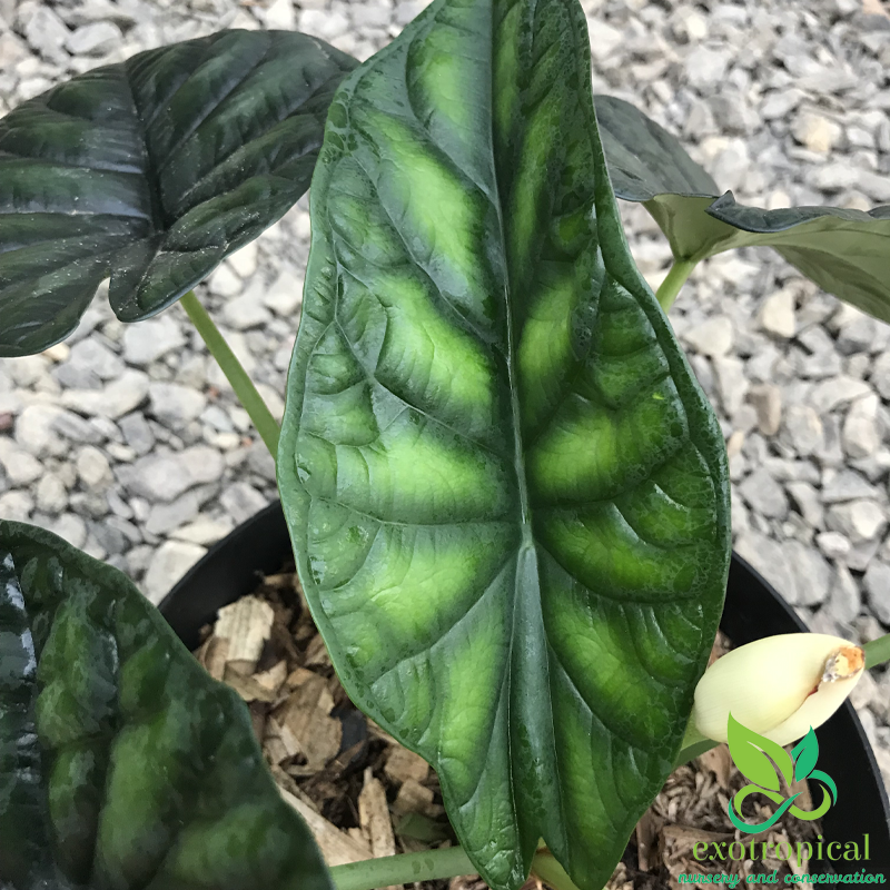 Alocasia Dragon Scale