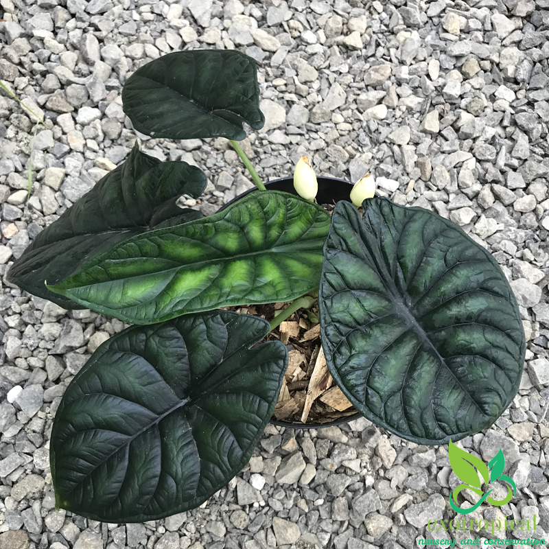 Alocasia Dragon Scale