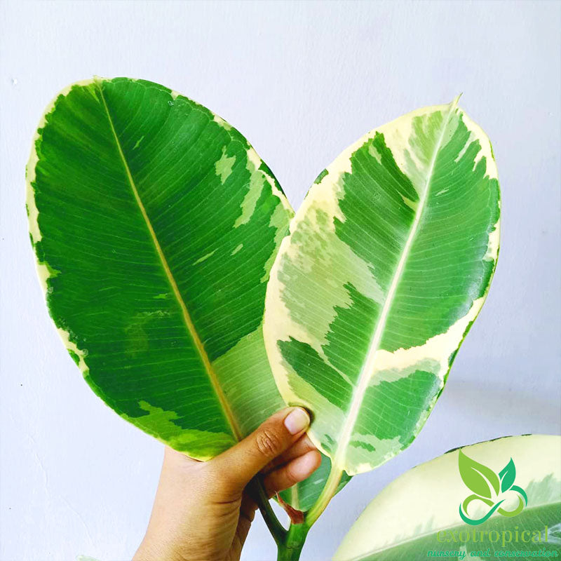 Ficus Elastica Tineke Variegated