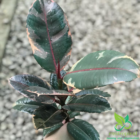 Ficus Tineke Ruby