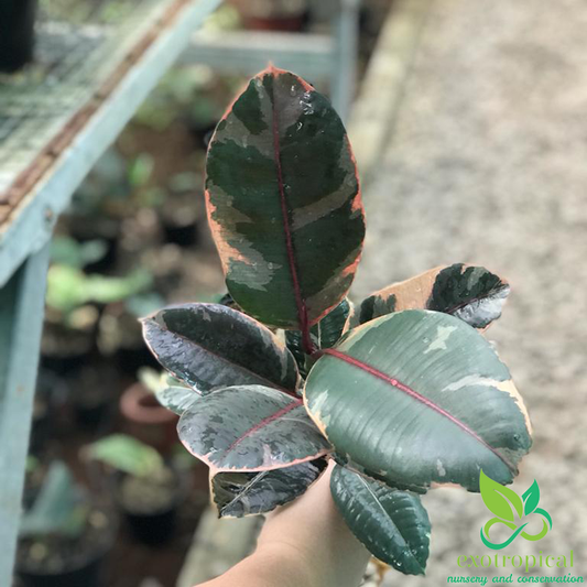 Ficus Tineke Ruby