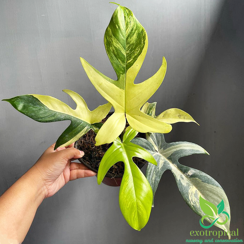 特別販売Philodendron　’Florida Beauty variegata’ フィロデンドロン フロリダビューティ バリエガータ その他