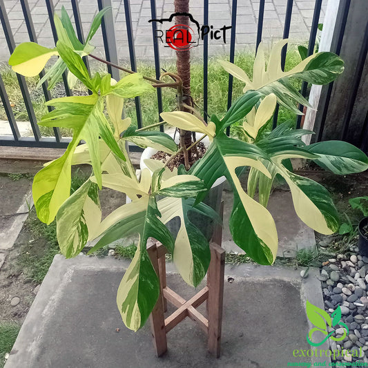 Philodendron Florida Beauty Mother Plant